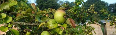 Carrbank Garden Centre Apple Tree