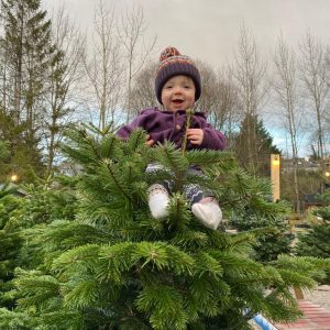 Carr Bank Christmas Trees Quality Control