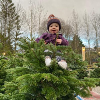 Carr Bank Christmas Trees Quality Control