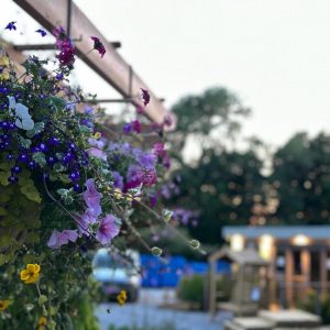 Beautiful Hanging Baskets