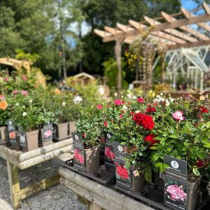 Roses, our Western Red Cedar Pergola & our collection of Roses here at Carr Bank Garden Centre