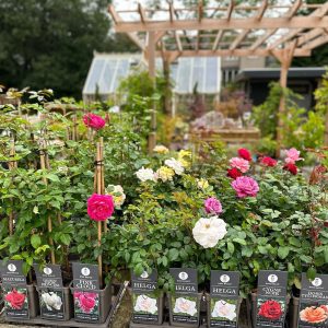 A large selection of Roses her at Carr Bank Garden Centre