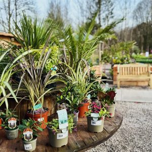 Just a few of our large selection of plants available here at the Garden Centre