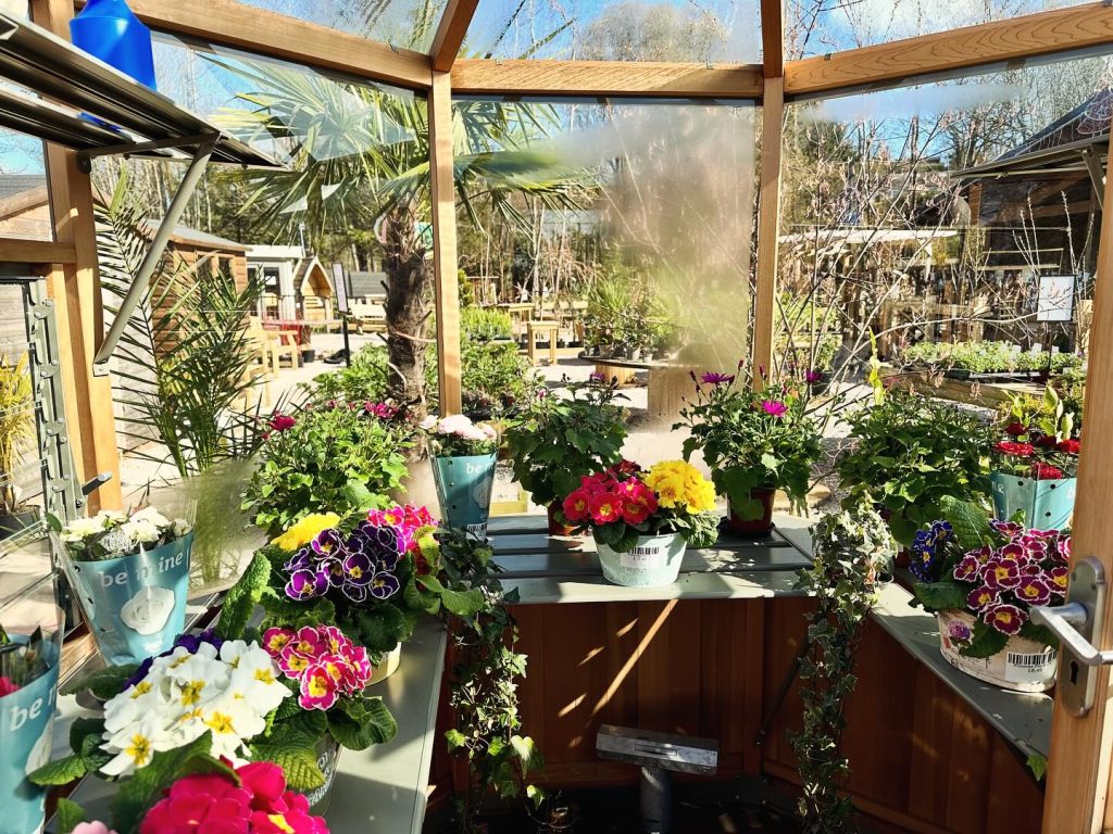 Alton Octagonal Greenhouse full of Spring Bedding plants