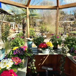 Alton Octagonal Greenhouse full of Spring Bedding plants