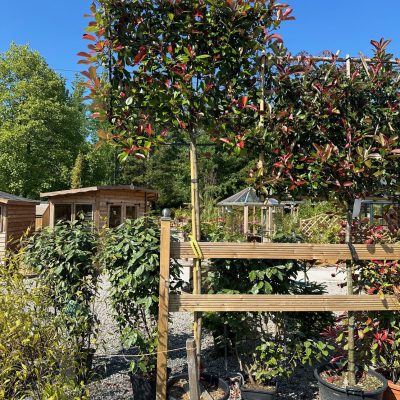 Pleached Photinia Red Robin 1.9m Clear Stem 100cm frame