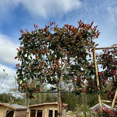 Pleached Photinia Red Robin 1.9m Clear Stem 100cm frame